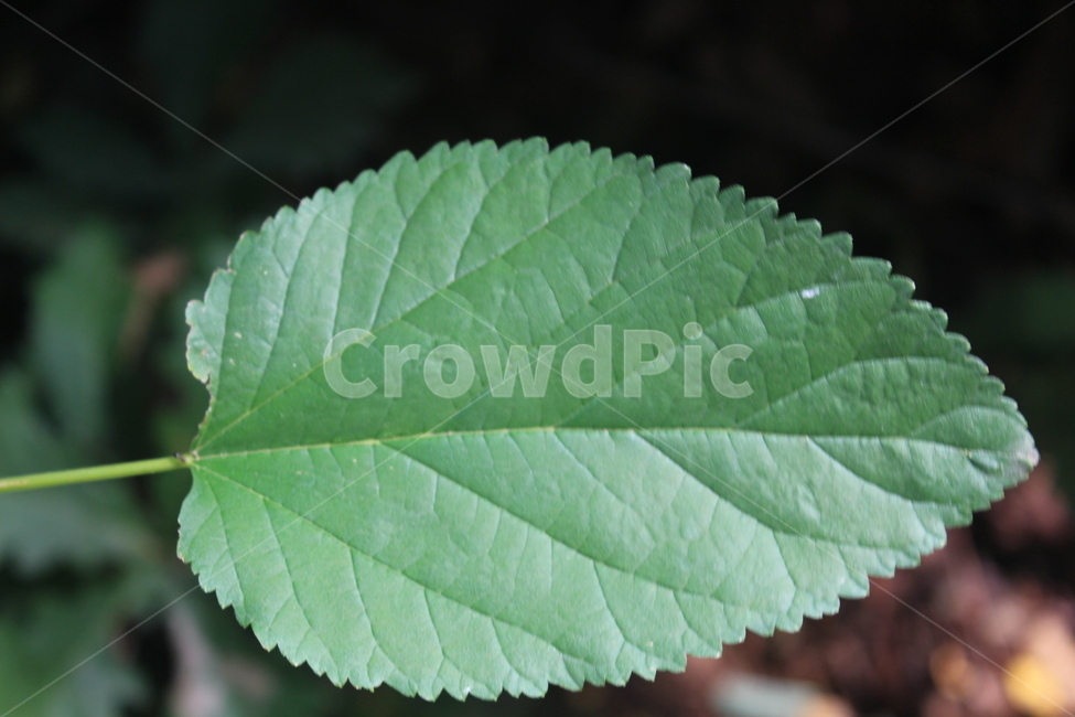 나뭇잎,초록,숲속,나무잎무늬,green