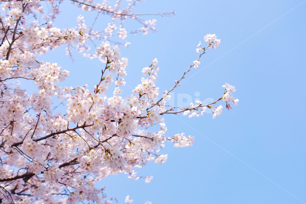 벚꽃,벚꽃나무,꽃,봄꽃,봄,봄,계절,spring,season,식물,자연,plants,nature,꽃,flower,plant,blossom