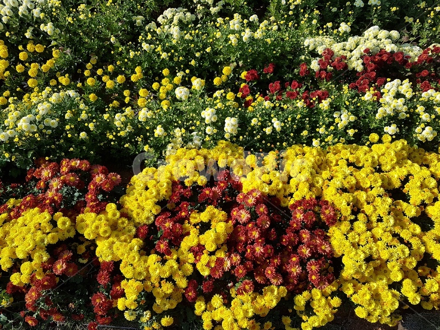 국화,꽃,가을,국화꽃,가을꽃,식물,자연,plants,nature,꽃,flower