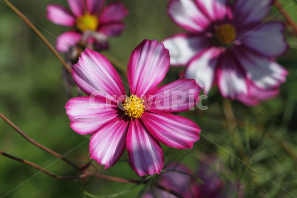코스모스,꽃,식물,가을꽃,cosmos,식물,자연,plants,nature,꽃,flower