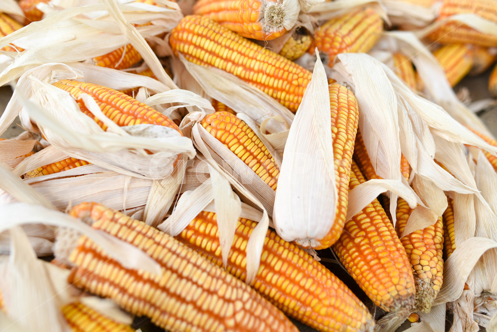 plant,식물,옥수수,말린옥수수,배경,노란색,수확,황금,gold,golden,corn,농작물,채소,야채,vegetables