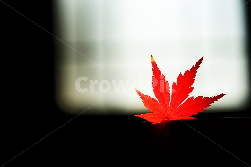 단풍,단풍잎,단풍나무,낙엽,가을,가을,계절,fall,autumn,season,leaf,잎,plant,식물,tree,나무