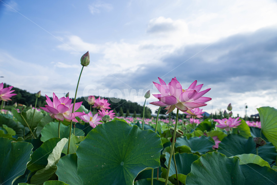 하늘,홍련,연꽃,식물,핑크,식물,자연,plants,nature,꽃,flower