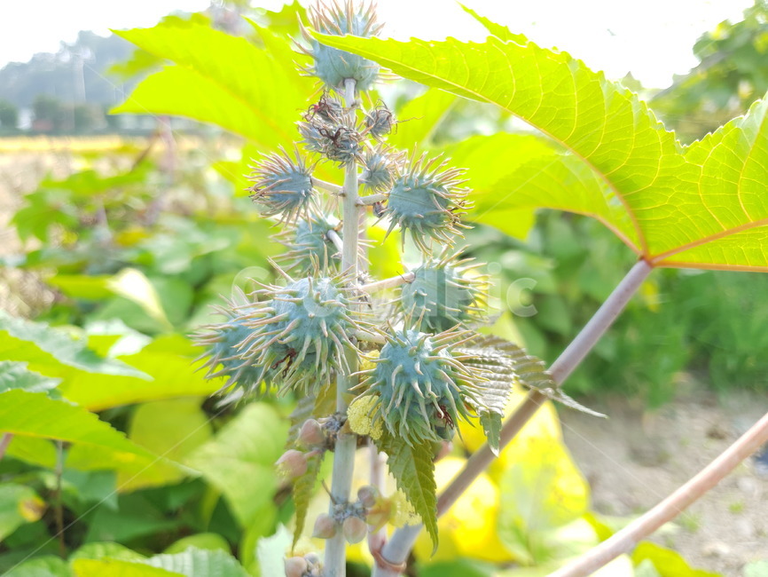leaf,잎,plant,식물,자연,식물,자연,plants,nature