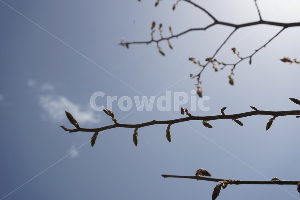 봄,하늘,파란하늘,새순,나뭇가지,흰구름,봄,계절,spring,season,식물,자연,plants,nature