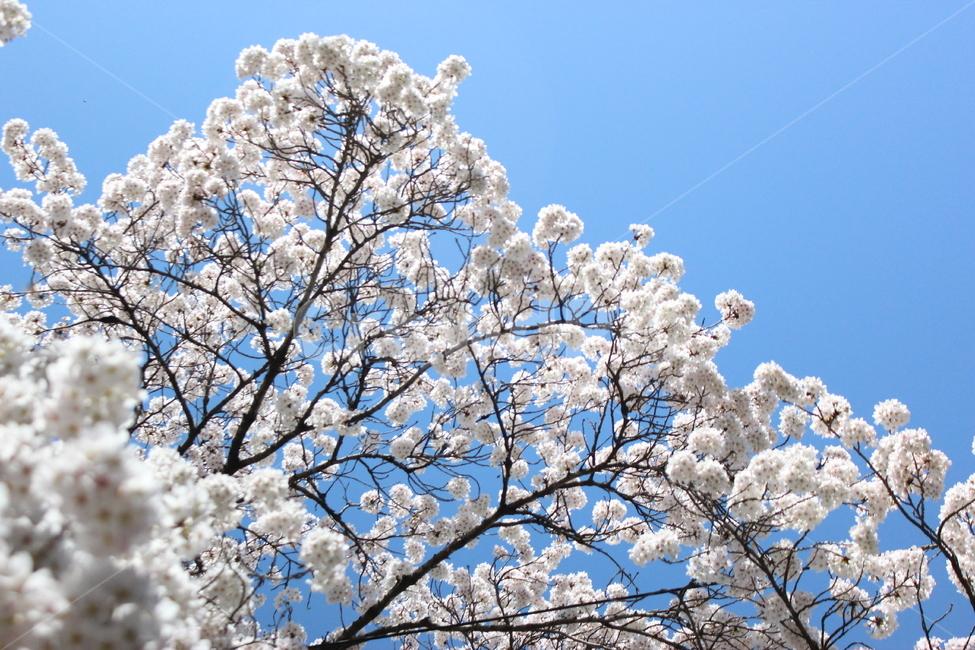 봄,하늘,벚꽃,나무,꽃,만개,맑음,구름,솜사탕,봄,계절,spring,season,식물,자연,plants,nature,꽃,flower,plant,blossom,cherry blossom