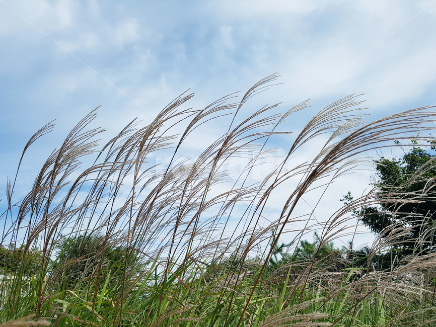 갈대,바람,하늘,구름,자연,reed,plant,식물,감성,운치