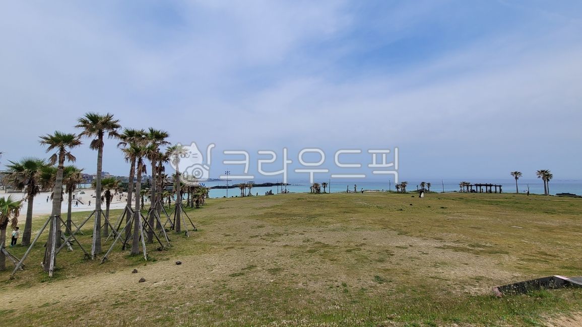nature,tree,summer sky,summer,palmtree,palm tree,outdoors,summer clouds,sea palm tree