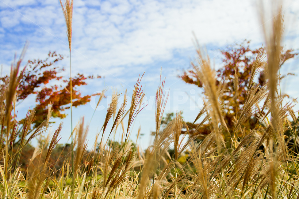 가을,가을풍경,풍경,하늘,단풍,구름,풀,식물,가을,계절,fall,autumn,season,자연,풍경,nature,landscape,plant,food,음식,grain,곡물,vegetable,야채