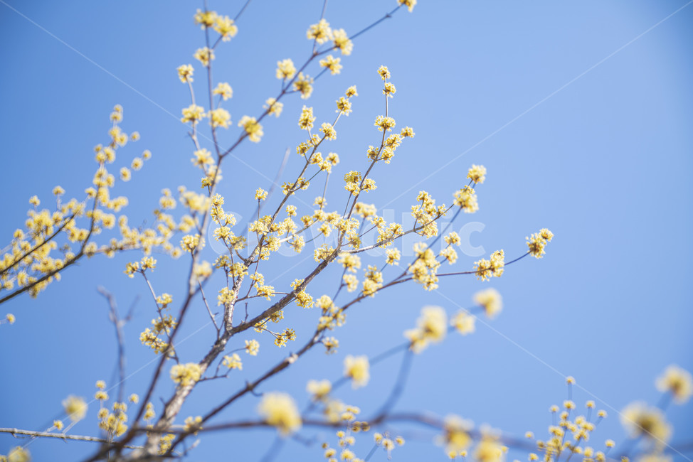 산수유,봄꽃,노랑,꽃나무,노랑꽃,plant,식물,식물,자연,plants,nature,꽃,flower
