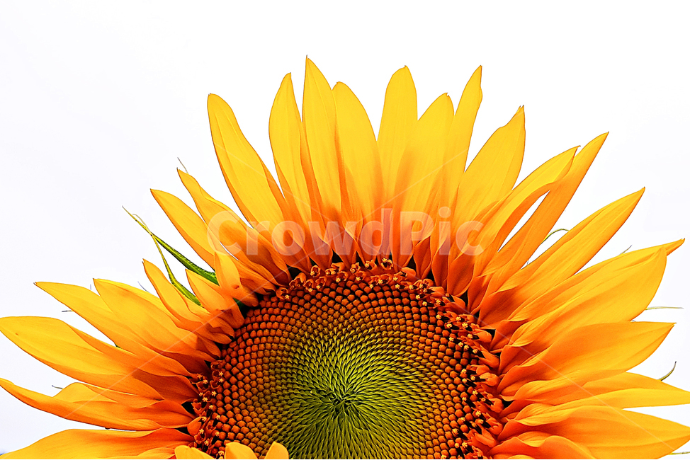 해바라기,꽃,식물,자연,봄,식물,자연,plants,nature,꽃,flower,누끼,remove background