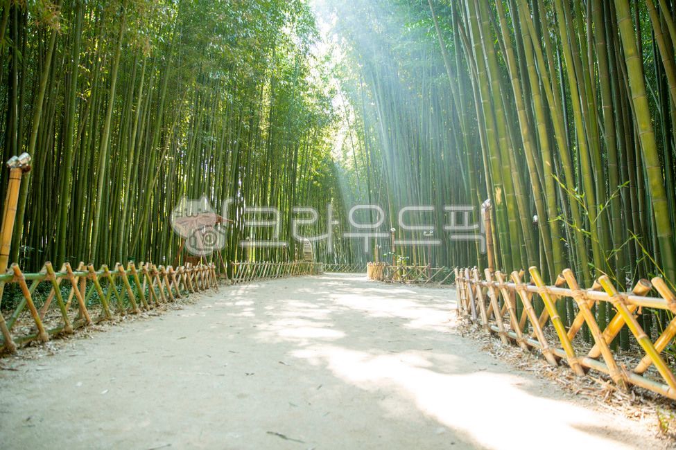 울산,태화강,십리대숲,대나무숲,대나무,태화강국가정원,국가정원