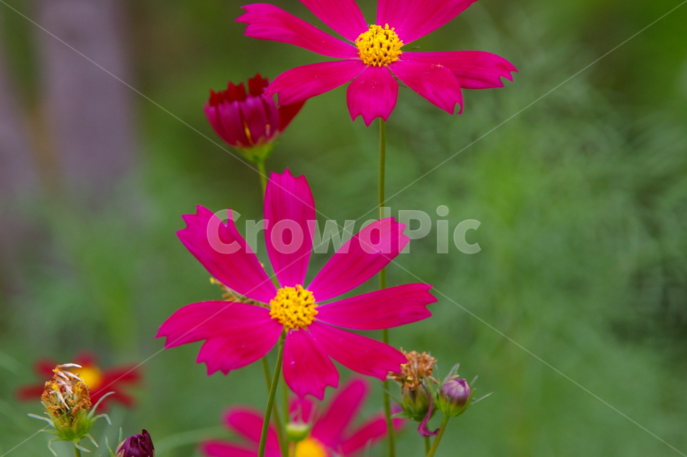 꽃,식물,꽃잎,flower,blossom,코스모스,코스모스꽃,식물,자연,plants,nature,꽃,flower