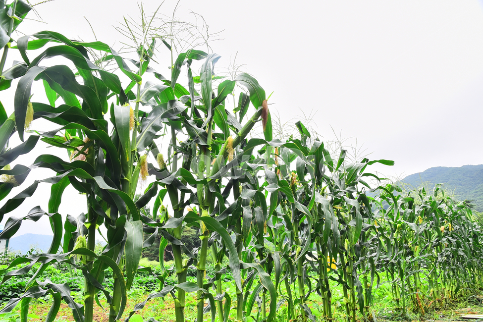 농업,옥수수,콘,농작물,먹거리,음식,식용,밭농사,농사,식재료,food,farming,corn,잎새,7월,작물,재배,시골,야외,들녘,옥수수수염,약용,배경,백그라운드,바탕,산업