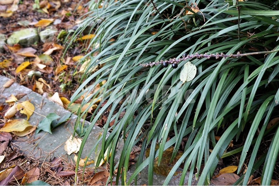 맥문동,열매,꽃대,녹색,식물,liriopeplatyphylla,nature,autumn,plant,가을,계절,fall,autumn,season,식물,자연,plants,nature,leaf,잎