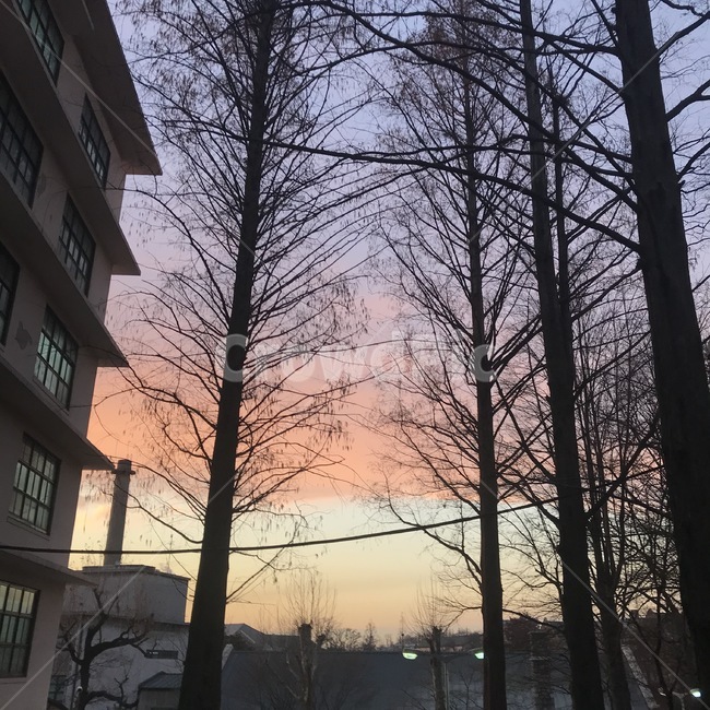 노을,하늘,sky,sunset,풍경,landscape,경치,나무,tree,자연,풍경,nature,landscape,식물,plants,나무,trees,wood