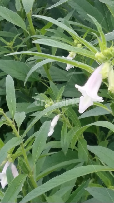 들깨,여름,들깨꽃,하얀,녹색
