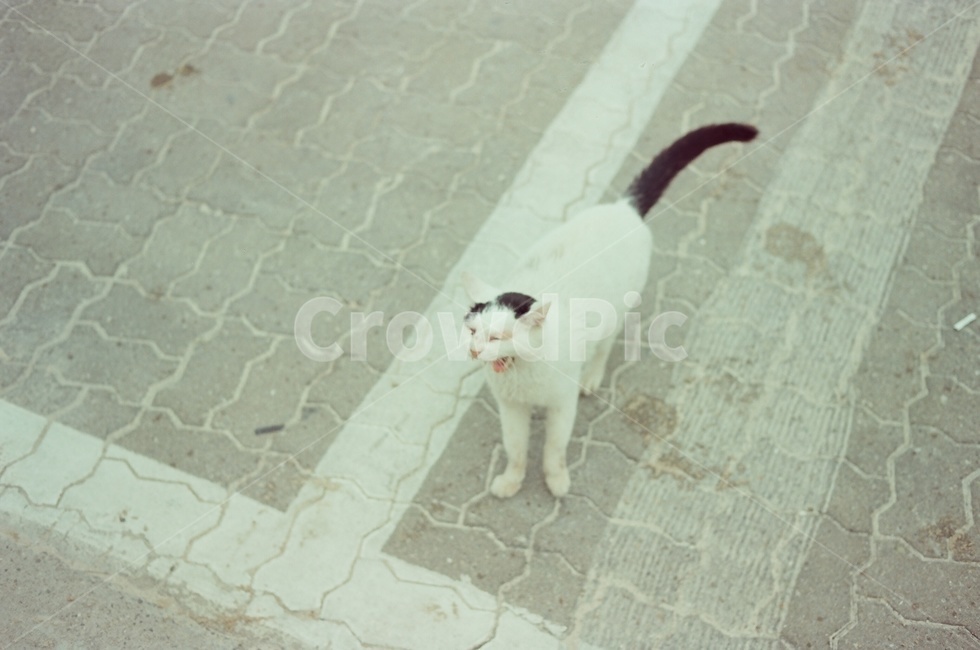 고양이,동물,애완동물,길고양이,길냥이,동물,animal,포유류,mammal,고양이,cat,kitten,kitty