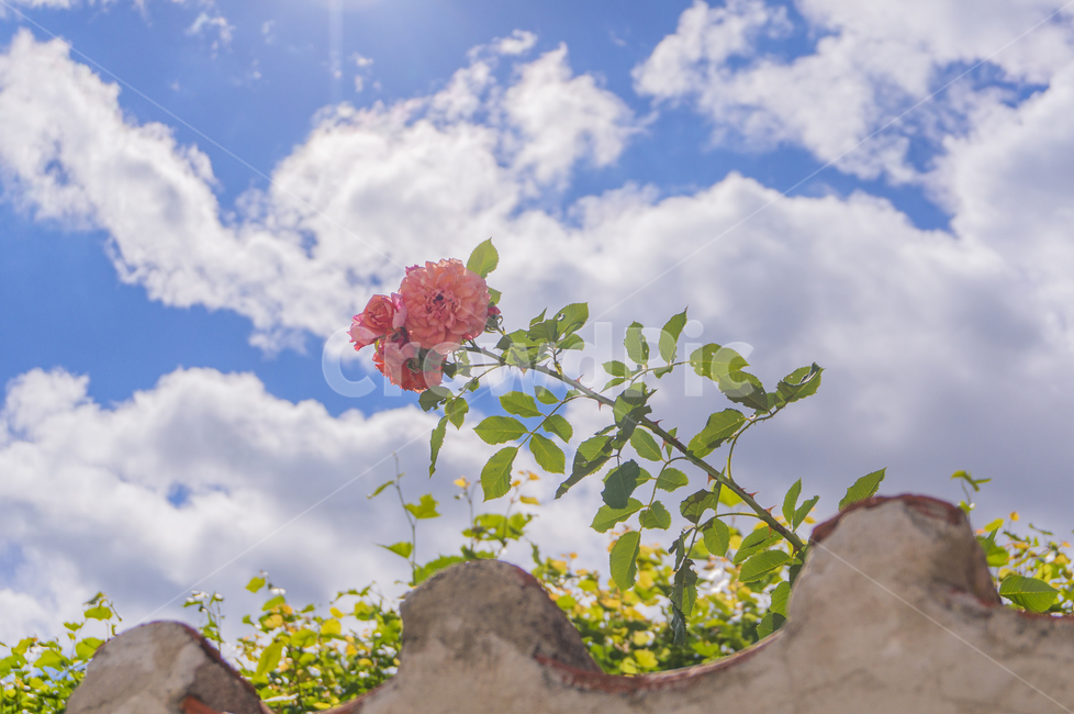 체코,담벼락,장미,구름,햇빛,햇살,꽃,하늘,식물,자연,plants,nature,꽃,flower