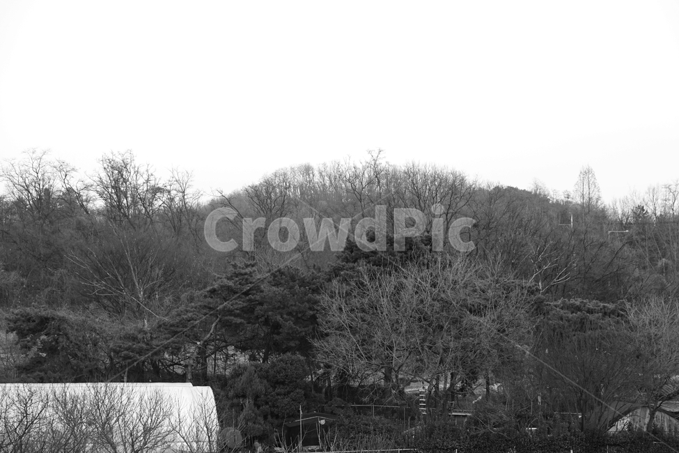 겨울,나무,흑백,빈티지,추상,감성,blackandwhite,cold,plant,nature,자연,자연,풍경,nature,landscape,흑백,모노톤,monochrome,black and white,outdoors,옥외