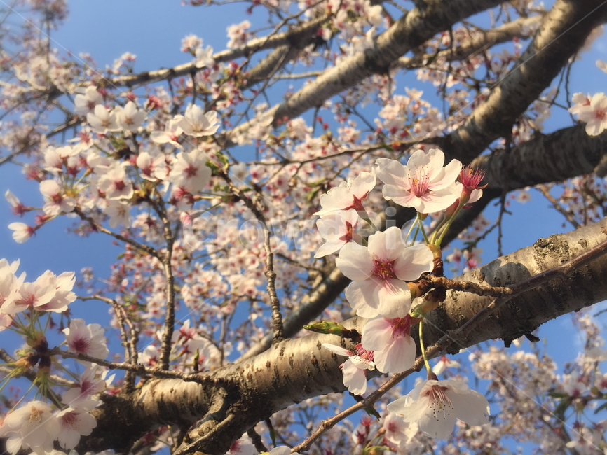 봄,spring,꽃,벚꽃,flower,감성사진,벚꽃나무,화창한,상쾌한,맑은