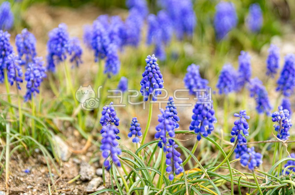 무스카리,grapehyacinth,보라색꽃,보라색,꽃,flower,봄,spring,자연,nature,plant,식물
