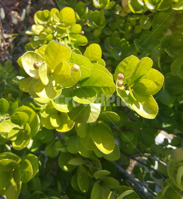 식물,초록,숲,자연,나무,나뭇잎,열매,식물,자연,plants,nature