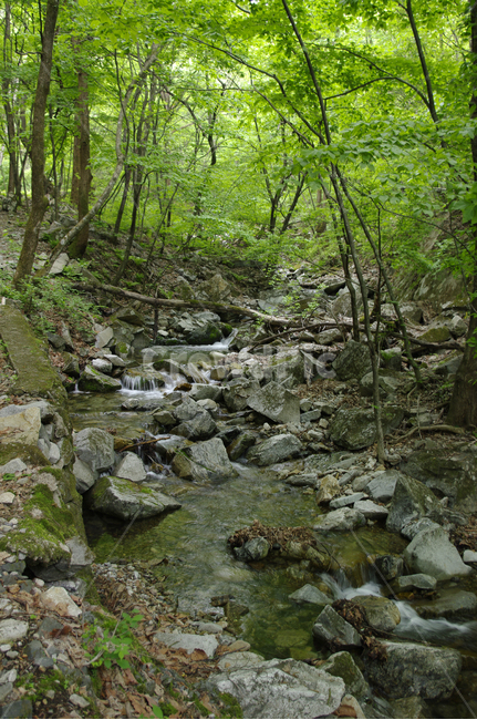 계곡,산,숲,나무,식물,자연,풍경,nature,landscape,water,물,creek,작은 만,outdoors,옥외,stream,흐름,rubble,파편