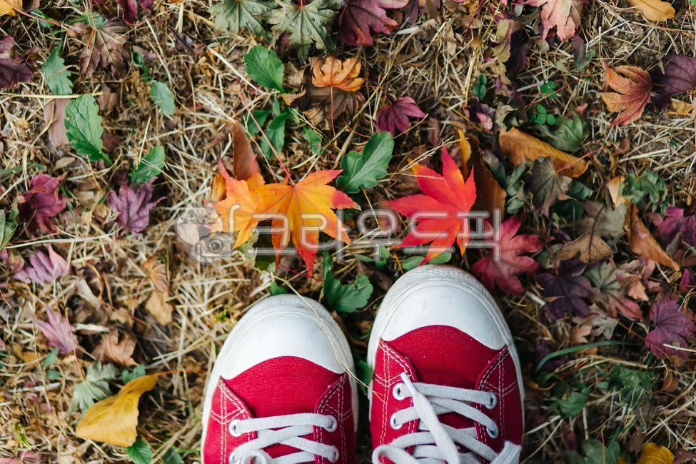 낙엽,가을풍경,컨버스,운동화,단풍