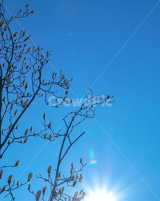 하늘,태양,꽃,색감,플레어,나무,자연,풍경,nature,landscape,light,빛,flare