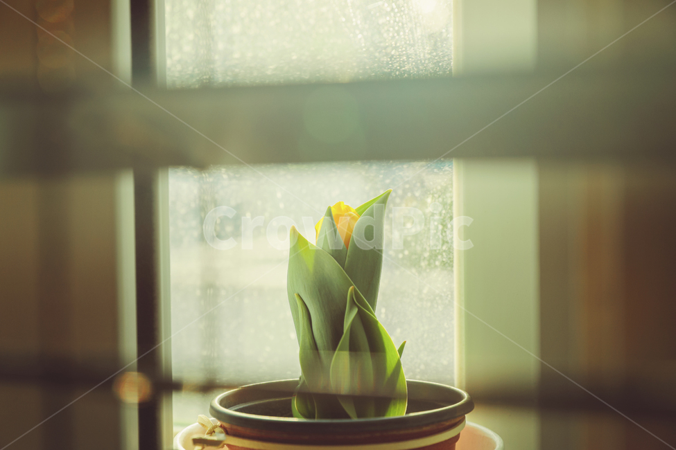 flower,꽃,튤립,노란튤립,봄꽃,꽃봉오리,식물