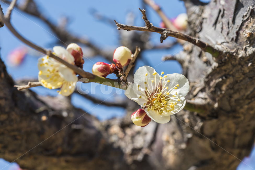 꽃,매화,봄,자연,꽃사진,접사,풍경,spring,flower,nature,beauty,macro,봄,계절,spring,season,식물,자연,plants,nature,꽃,flower,감성,sensible,feeling,plant