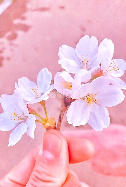 벚꽃,봄,하트,손,핑크,꽃,flower