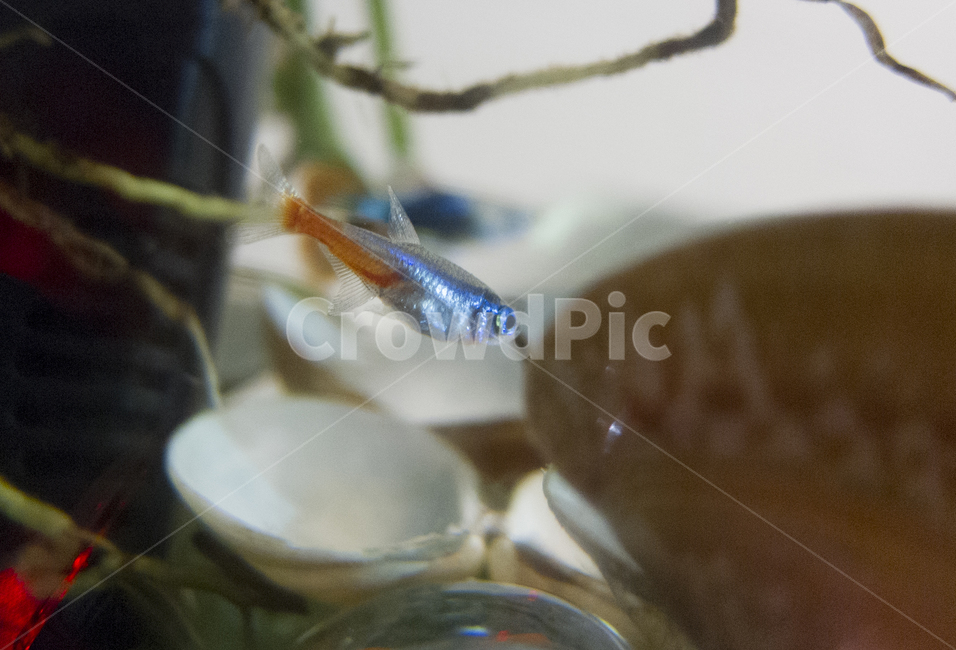 네온테트라,열대어,어항,물생활,물고기,외로움,fish,neontetra,동물,animal,어류,물고기,fish