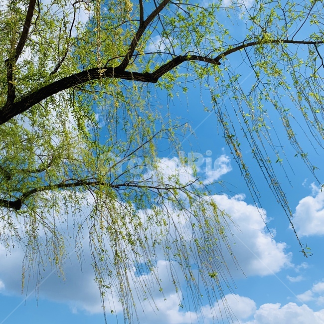 tree,나무,plant,식물,버드나무,하늘,봄하늘