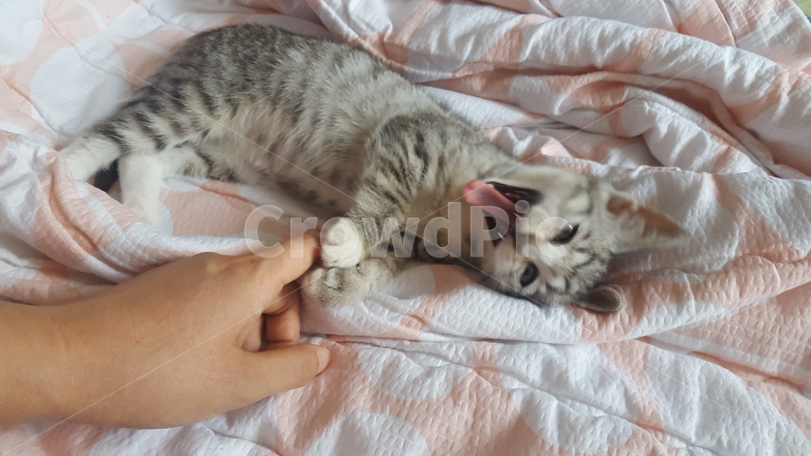 고양이,하품,암컷,믹스묘,흰양말,고등어태비,길냥이,반려동물,가족,pseudoidea,cat,휴식,나른한