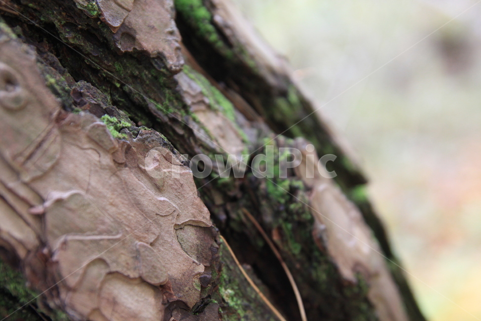 나무,수피,이끼,껍질,소나무,무늬,세월,연륜,나무,trees,wood