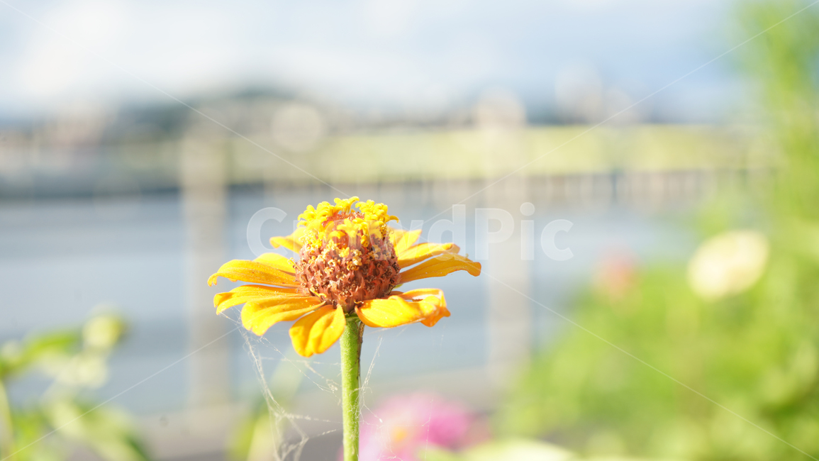 꽃,노란꽃,식물,예쁜,flower,식물,자연,plants,nature,꽃,flower