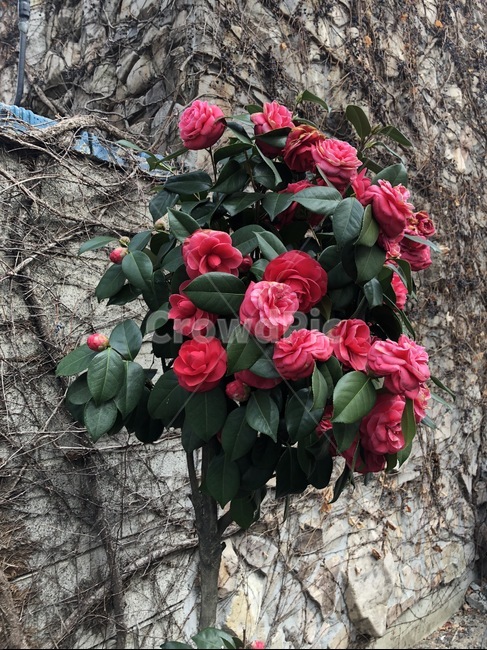 동백꽃,넝쿨,겨울,담장,덩굴,담쟁이,빈티지,벽,건물,자연,식물,빨간꽃,flower,plant,nature,풍경,초록,그레이,부케,식물,자연,plants,nature,꽃,flower