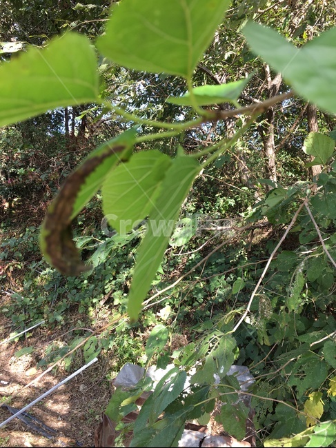 plant,식물,leaf,잎,뽕나무,뽕나무잎,산