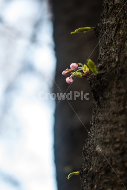 spring,cherryblossoms,pink,warm,벚꽃,분홍색,핑크색,봄,따듯함,plant,식물