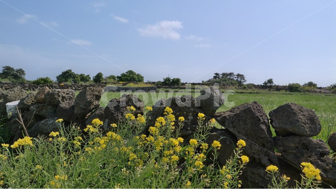 제주,jeju,유채꽃,돌담,노랑,우도,현무암,맑음,하늘,제주도,korea,blossom,yellow,udo,sky,stonewall,sunny,풍경,landscape,식물,plants,flower,flowers,자연,풍경,nature,landscape,제주도,jeju,jeju island,outdoors,옥외,grassland,목초지,field,들,meadow,rural,농촌,farm,농장