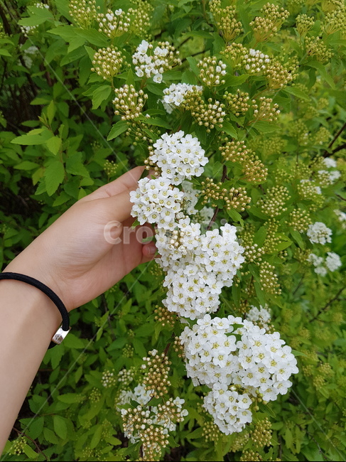 조팝나무꽃,속씨식물,장미과,작은키나무,흰꽃,봄,식물,자연,plants,nature,꽃,flower,사람,인물,인간,human,person,신체일부,몸,body