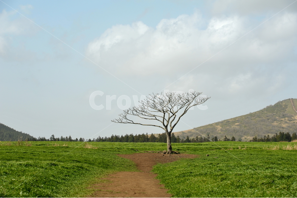 나무,왕따나무,목장,청보리,보리나무,자연,풍경,nature,landscape,한국자연풍경,한국자연경관,korea nature landscape,제주도,jeju,jeju island,식물,plants,나무,trees,wood,grassland,목초지,outdoors,옥외,field,들,ground,바닥