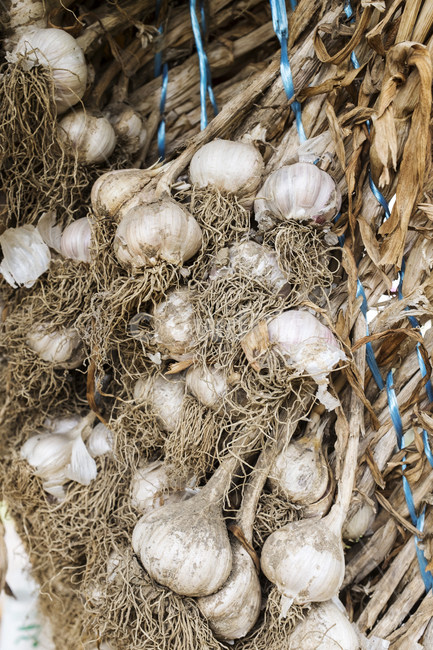 마늘,묶음,메달기,음식,채소,말림,전통,근접촬영,채소,야채,vegetables,산업,industry,industrial,농업,농사,agriculture,farming,farming industry