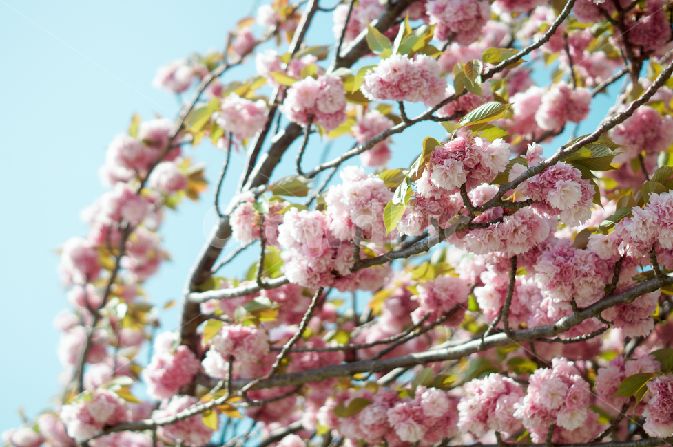plant,식물,flower,꽃,blossom,겹벚꽃,벚꽃,cherryblossom,spring,봄,봄느낌,봄풍경,풍경,나무,꽃나무,벚꽃나무,따뜻함,따뜻한느낌,햇빛,sunshine,봄,계절,spring,season