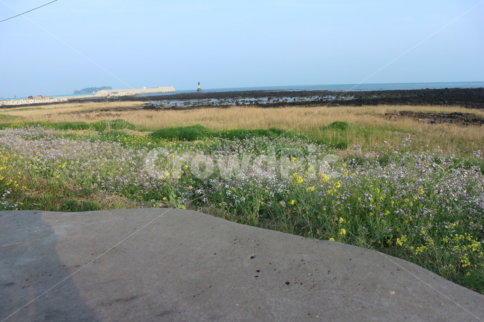 꽃,자연,들꽃,올레길,올레7코스,제주도,제주도,jeju,jeju island,nature,outdoors,옥외,field,들,grassland,목초지