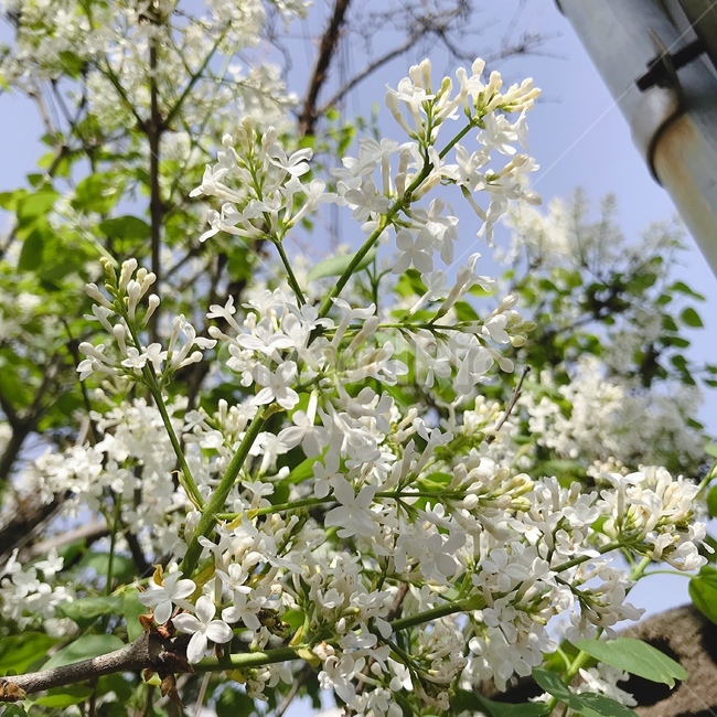 나무,봄,감성사진,tree,spring,emotionalphotography,하얀색꽃