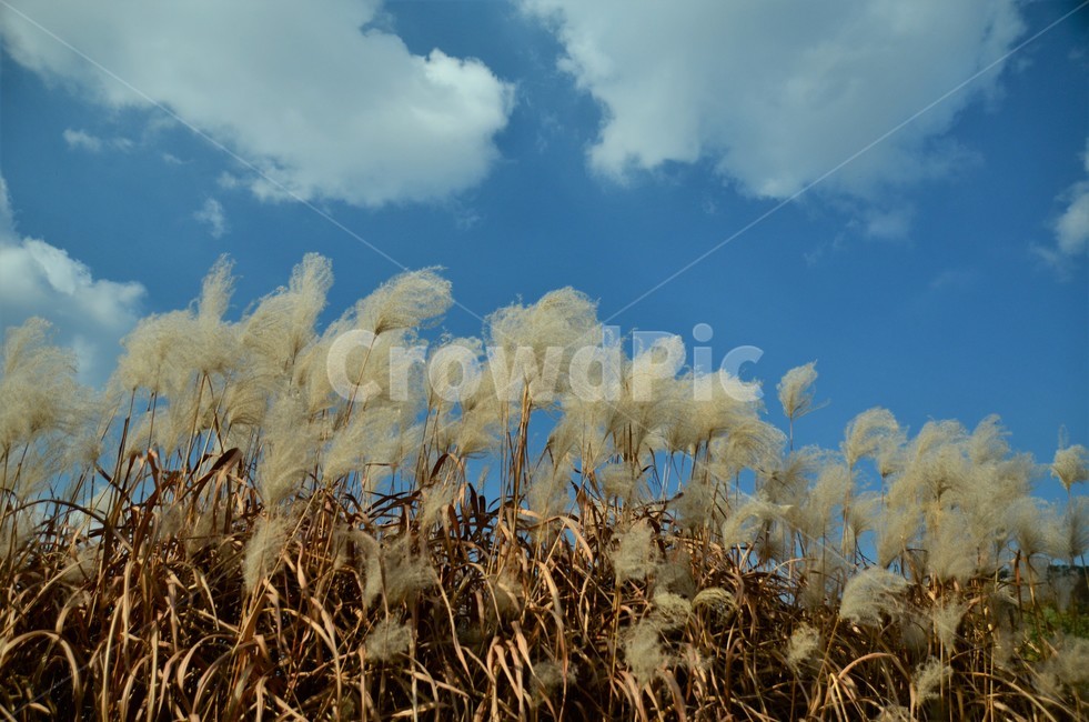 억새밭,억새,억새꽃,벼과,가을,한국풍경,자연풍경,식물,가을,계절,fall,autumn,season,자연,풍경,nature,landscape,grass,잔디,plant,lawn,reed,갈대