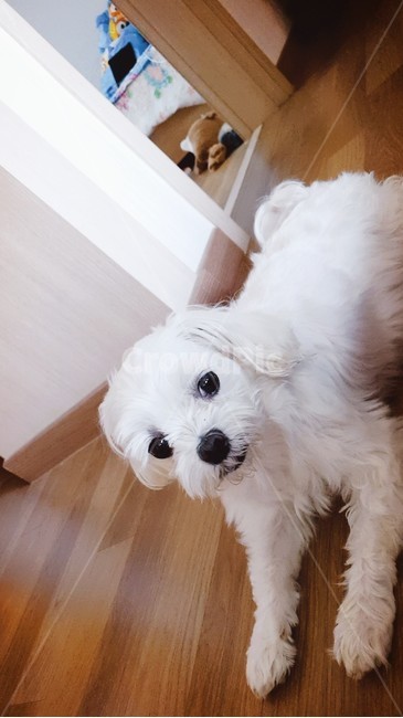 강아지,개,동물,말티즈,animal,mammal,dog,pet,애완견,반려견,흰색,포유류,동물,animal,포유류,mammal,개,강아지,dog,doggy